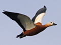 Ruddy Shelduck